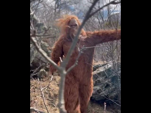 Hike with #Bigfoot aka Shenandoah Squatch