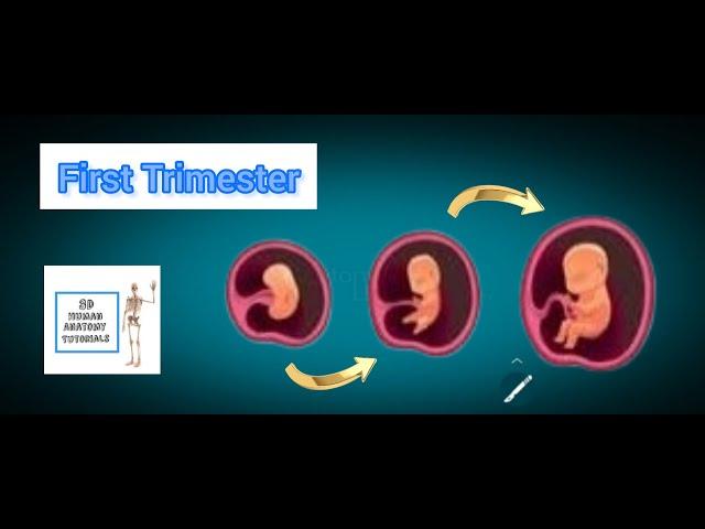 First Trimester I  Human Anatomy Tutorial