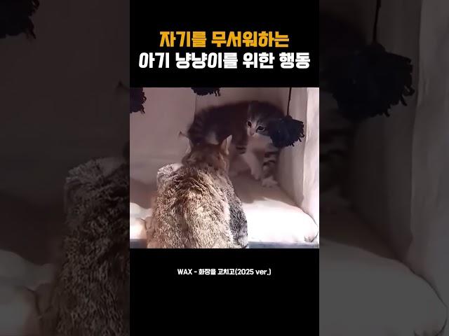 자기를 무서워하는 아기 냥냥이를 위한 행동