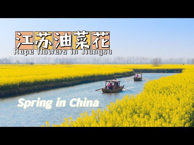 【Spring in China】江苏兴化：千垛油菜花风景如画/Thousand crib scenic spot is picturesque