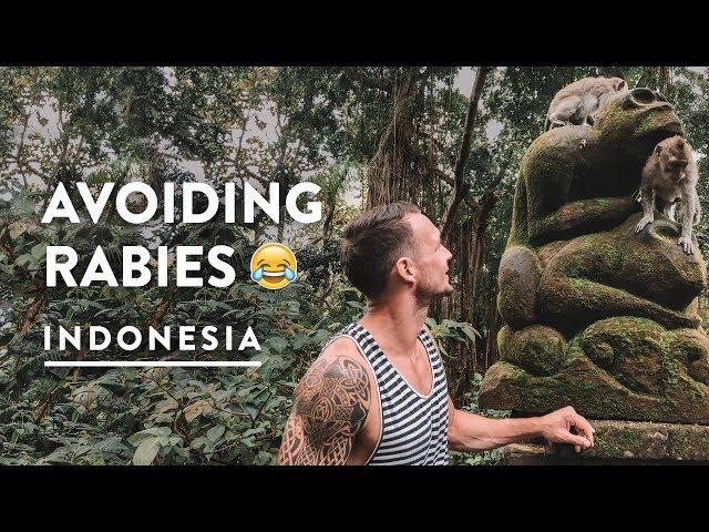 CRAZY MONKEY FOREST UBUD BALI - SACRED RABIES? | Indonesia Travel Vlog 139, 2018