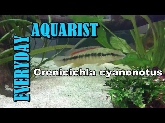 New Fish: Pike Cichlid, Crenicichla cyanonotus