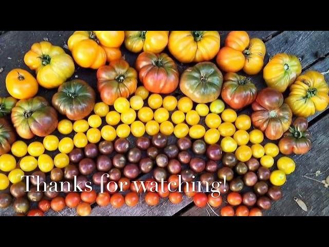 12 Tips For Growing More Tomatoes