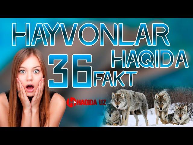 ҲАЙВОНЛАР ҲАҚИДА ҚИЗИҚАРЛИ 36 ТА ФАКТ | HAYVONLAR HAQIDA QIZIQARLI 36 TA FAKT