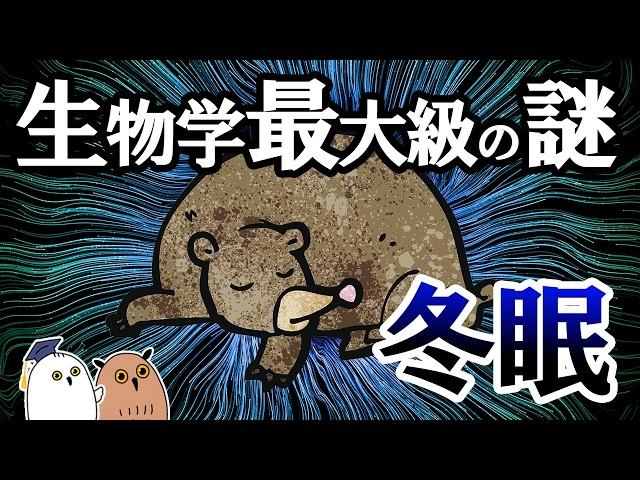 【ゆっくり解説】冬眠と夏眠：生物学最大級の謎【 進化論 / 科学】