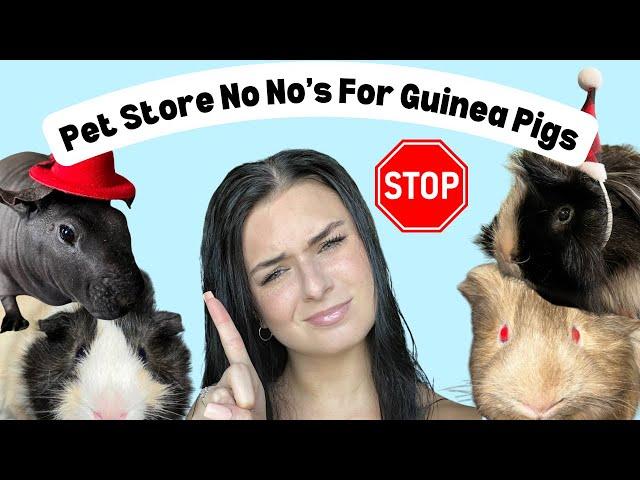 Things You Shouldn’t Buy For Your Guinea Pigs