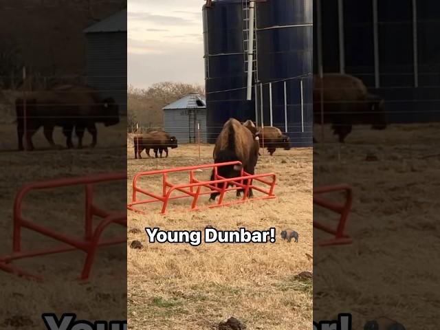 Way back Wednesday for our baby boy Dunbar! #bison #oklahoma #buffalo #ranchlife #animals #farm