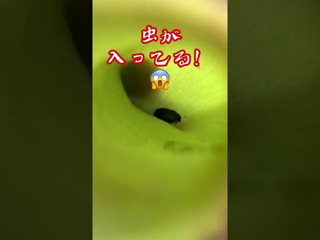 【植物屋の見習い】ウツボカズラ成長日記16日目#shorts #成長記録 #ウツボカズラ #捕食