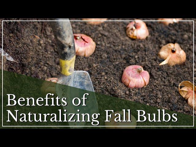 Fall Bulbs | Naturalizing Bulbs | Planting Naturalized Bulbs | Bulb Gardening |