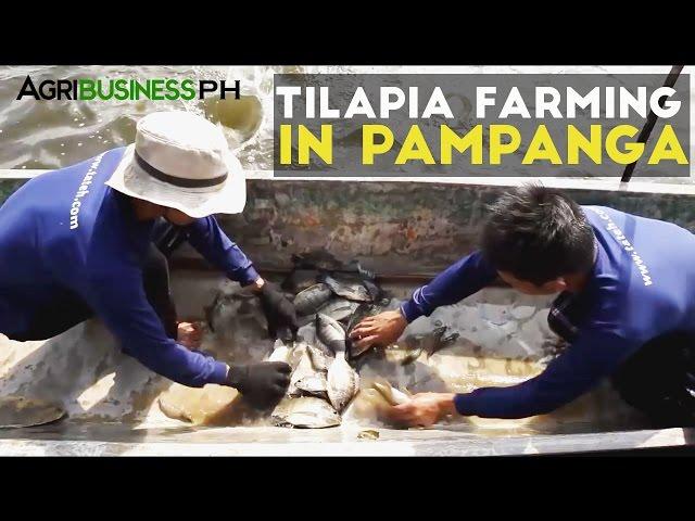High income in tilapia growing | Agribusiness How It Works