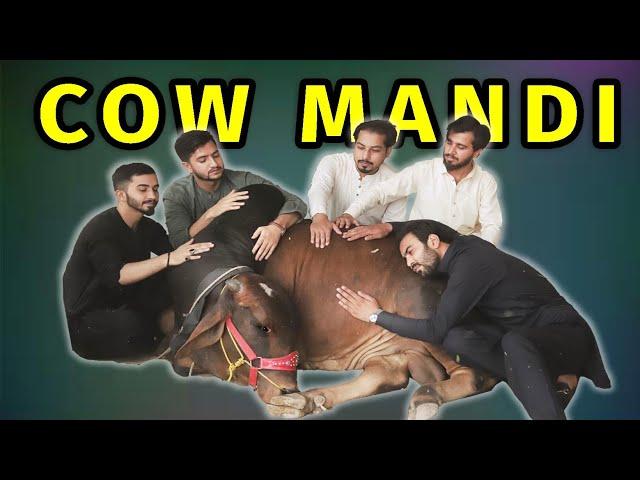 Cow mandi 2021 l Peshori vines