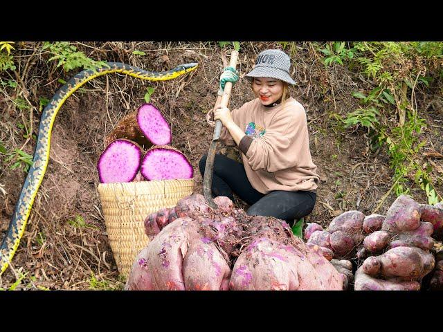 Harvest CU TU (YAM) Goess to market sell - Tubers That Grow In Dangerous Deep Forests - lý thị linh