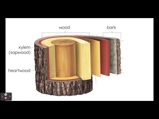 Parts of a Tree Trunk