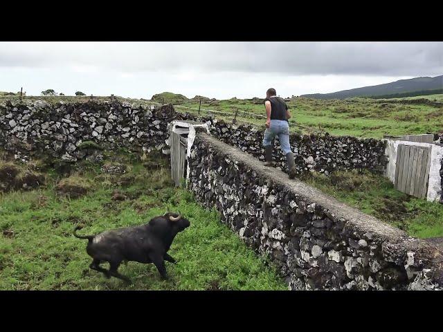 Run Fast On The Wall - JAF (Apartar/Enjaular Touros Freguesia 4 Ribeiras) - Ilha Terceira - Açores