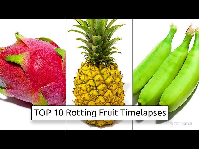 TOP 10 Rotting Fruit Timelapse Videos