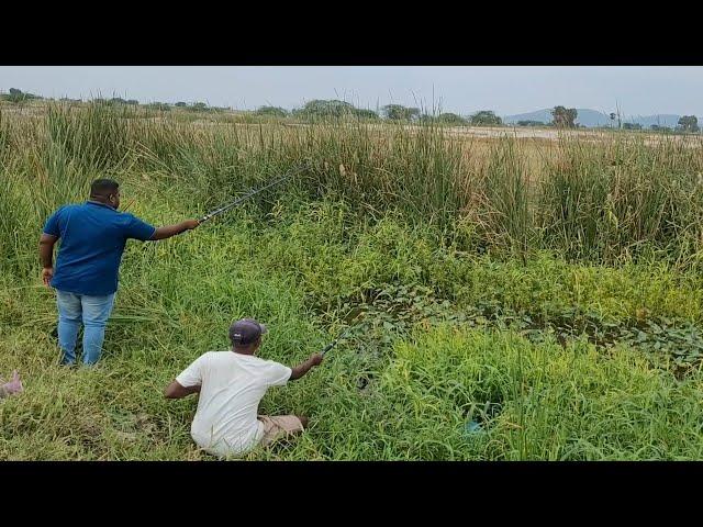 Small Single Hook fishing in Pond|Amazing Catching Tilapia fishes To Catch With Hook|Unique fishing