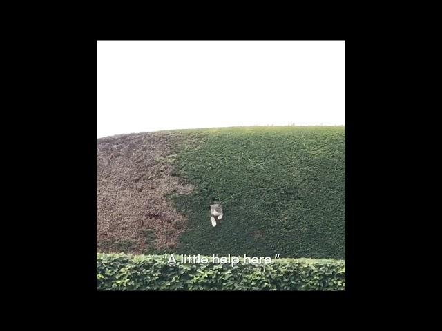 BREAKING NEWS a lil kitten has been stuck in a bush heres footage of it talking