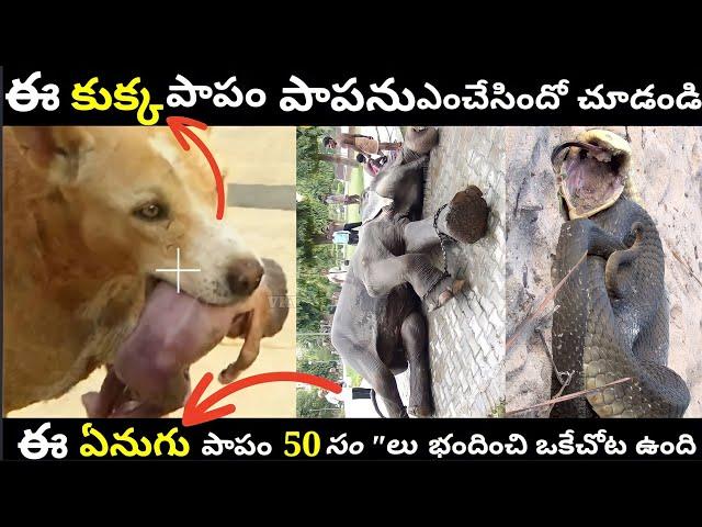 Top 8 Interesting and Unknown Facts in Telugu | Telugu facts | #VKV Episode 5 | vkv facts in telugu