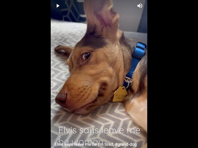 Elvis says leave me be I'm tired,  #grand-dog #rvlife #Elvis #short #shorts #lovedogs #pets