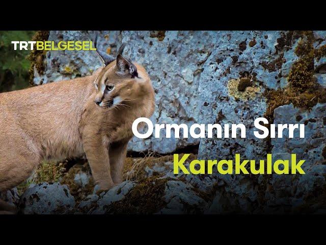 Ormanın Sırrı: Karakulak | TRT Belgesel