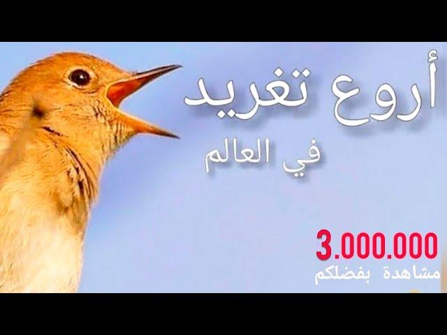 أروع تغريد لطائر العندليب الحر صافي لتسميع الحسون