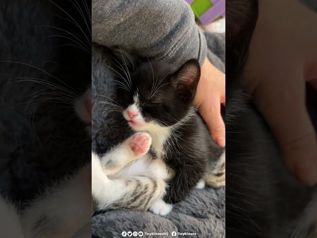 Kitten falls asleep mid-conversation, and it is ADORABLE!  #rescuekitty #kitten #catlover