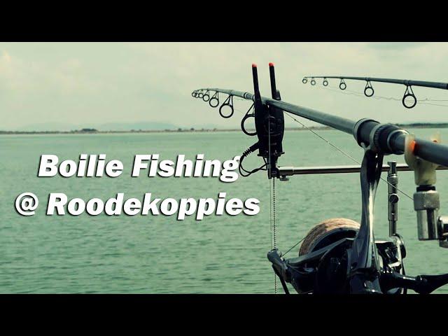 Boilie Fishing @ Roodekoppies