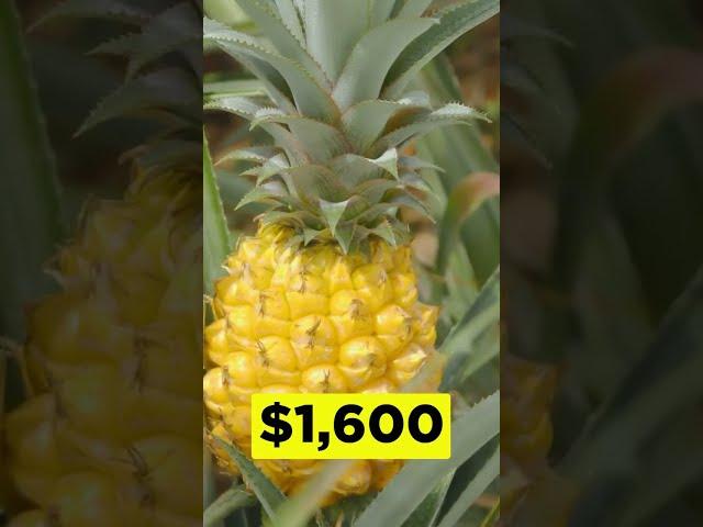 The Most Expensive Fruits in the World  #food #fruit #luxury