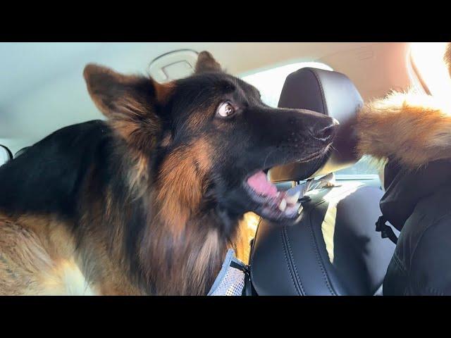 The Big Dog Froze When He Realized It Was Vet Day  Funniest Dog Reaction