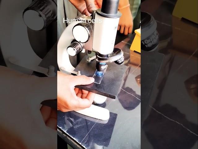 Human Cells   #science #trending #viral #learning #youtubeshort #facts #shortvideo #biology #learn