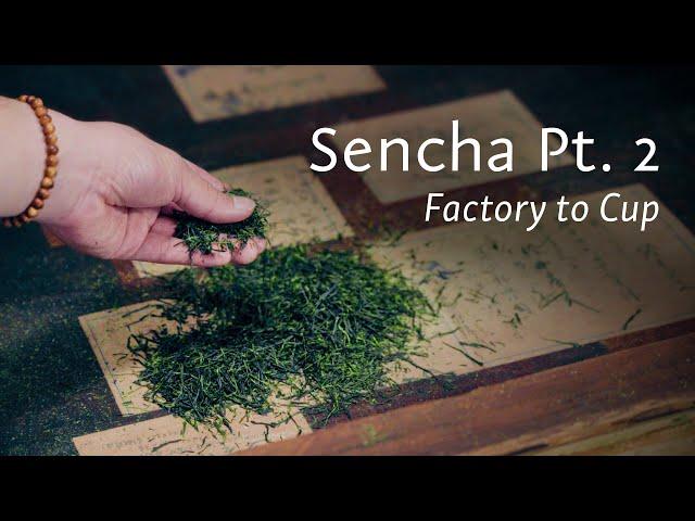 How Sencha is Made: Part 2 | Crafting this Classic Japanese Green Tea