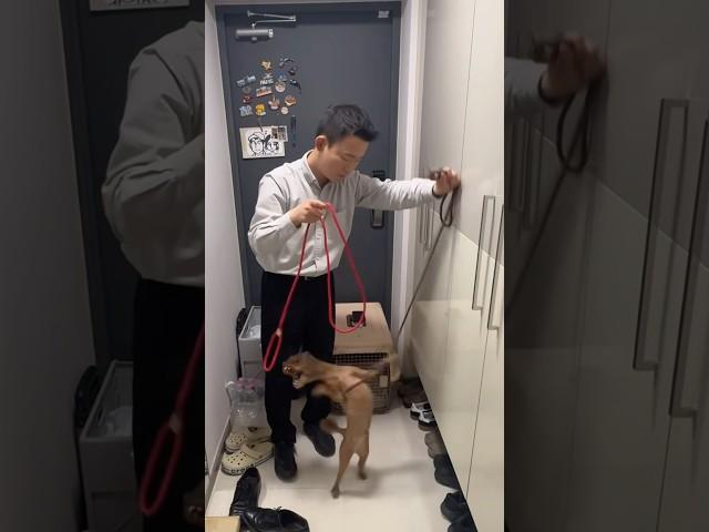 목줄하면 입질하는 강아지 행동교정법