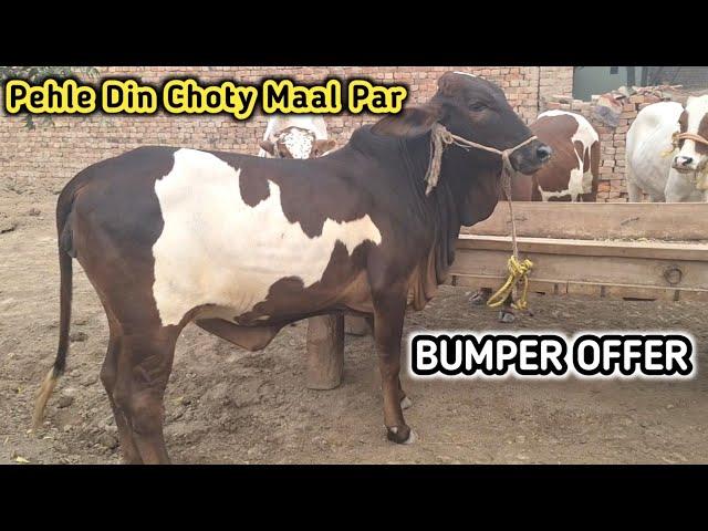 Punjab Tour Start | Sadiqabad Ka Shouq || Boss Cattle Farm ||