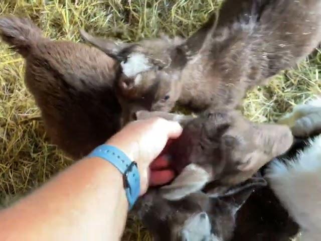 3 Pygmy Wethers