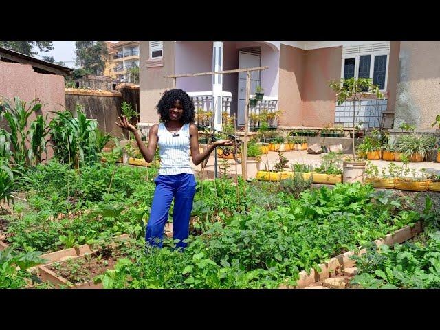 A Highly productive Small Scale Urban Garden/ Backyard Gardening./ Growing Vegetables.