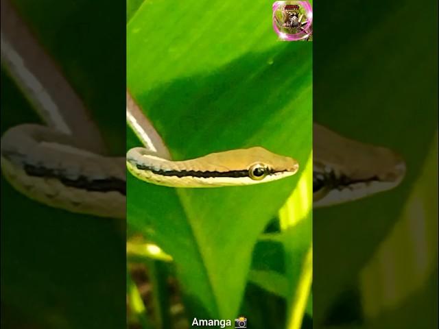 Piduru haldanda #Boulengers Bronze back #snake #tree snake 