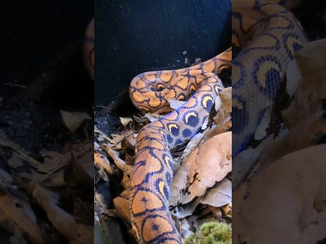 BRB Perfect Shed! Brazilian Rainbow Boa, Epicrates cenchria