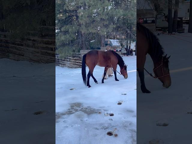ik i look like a rat don’t judge #horsegirl #mule #roadtrip #arizona #westernhorse #snow #minivlog