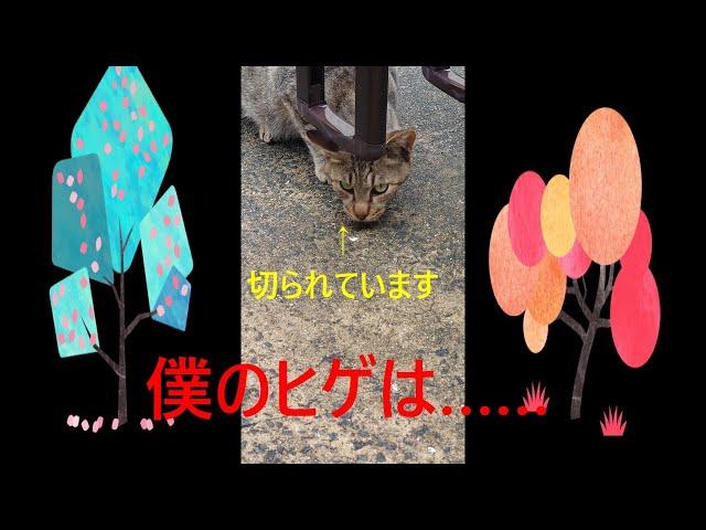 なっしー①　猫食堂に来る猫たちが抱えた困り事