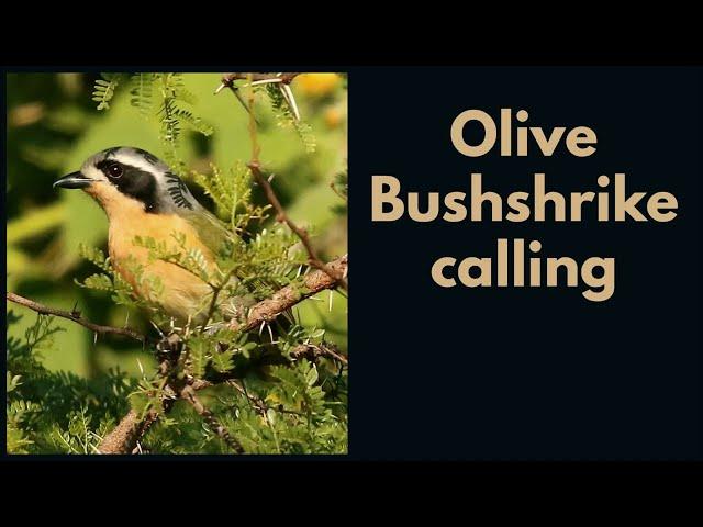 OLIVE BUSHSHRIKE calling