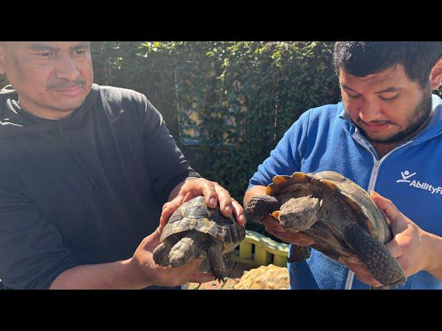 TortoiseLand’s Adults w/ Disabilities awesome volunteers working hard! So proud of them !