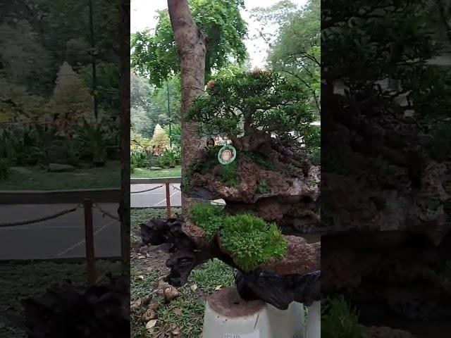 Non bộ Tao Đàn 2023 tiếp theo