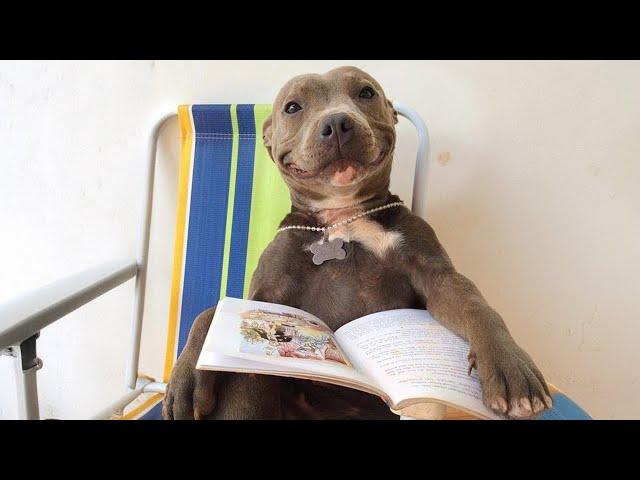 Proof That PitBulls Are Big Babies  FUNNY DOG VIDEO