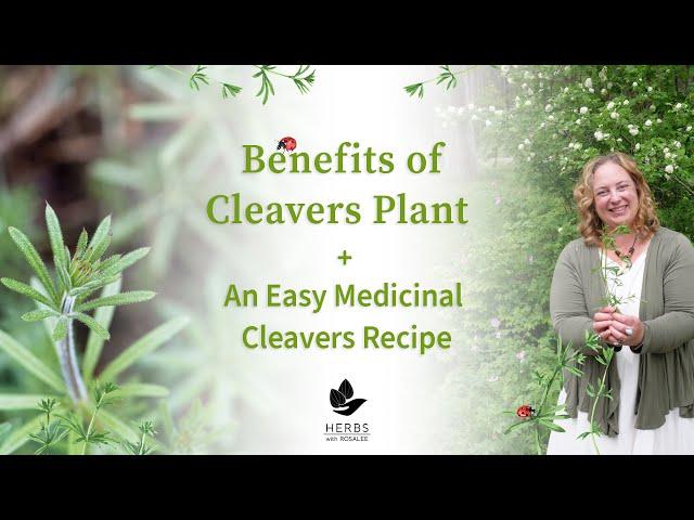 Benefits of Cleavers Plant | A Weed You Can Eat + Cleavers Recipe