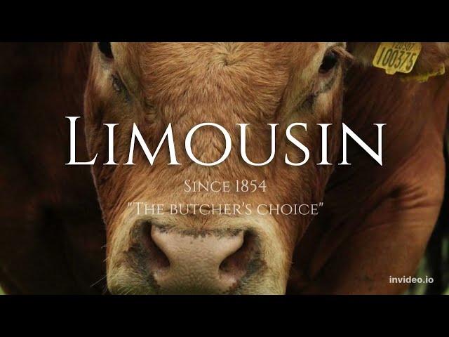 Limousin cattle | The Butcher's choice