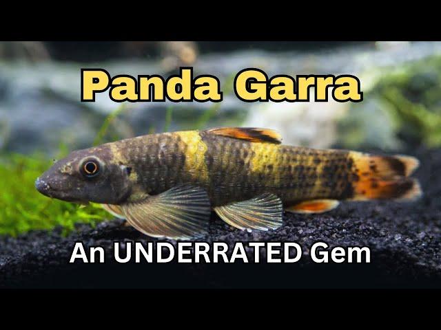 Panda Garra: Fish Feature ep.6