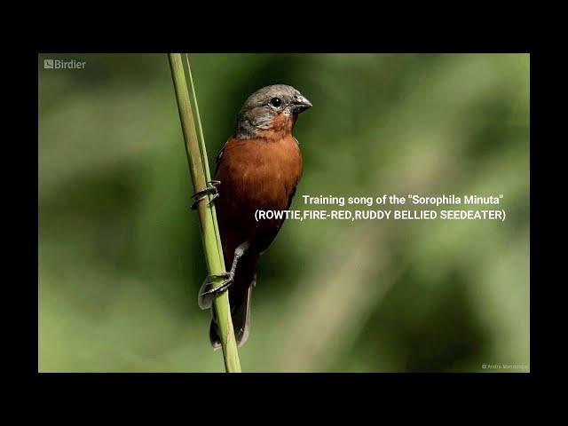 Best training song for singing Rowtie (wiet wiet) lorti . sorophila minuta . firered . ruddybellied