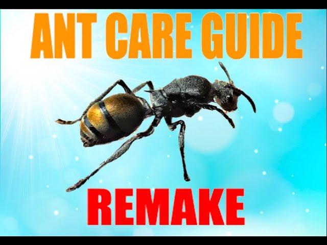 Polyrhachis Ant Care Guide REMAKE | Ant Care Guide Presented By Ant Co