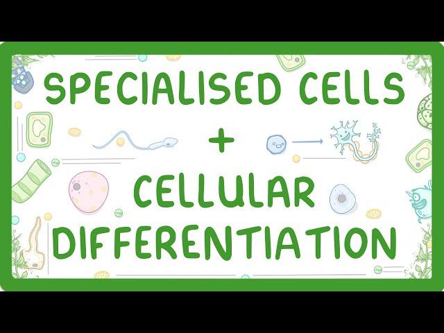 GCSE Biology - Differentiation and Specialised Cells #10