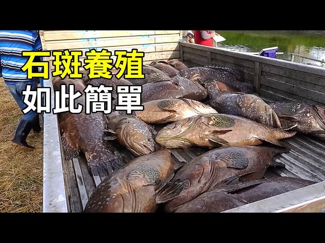 石斑魚的秘密，養殖過程大開眼界